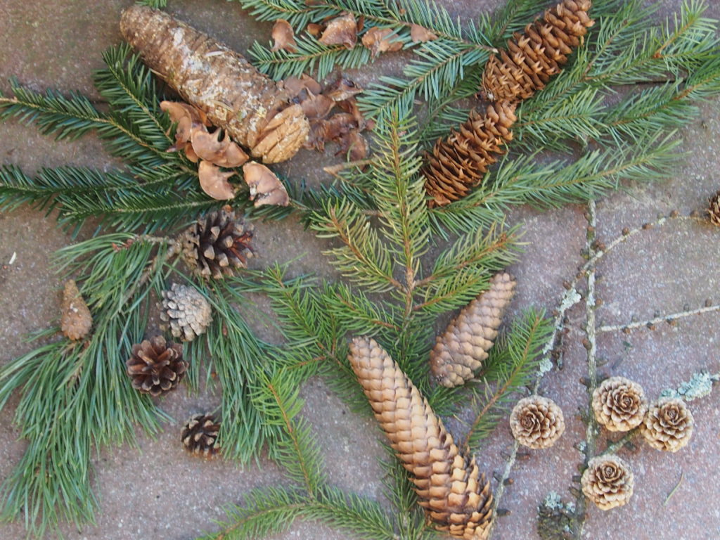 Waldspaziergang Zapfen und Nadeln