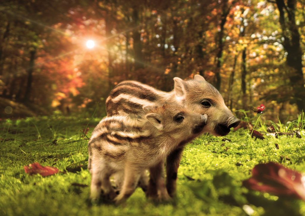 Was macht die Wilde Sau? Frischlinge