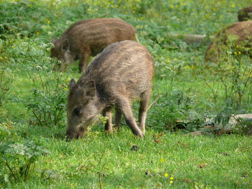 Was macht die Wilde Sau? Frischlinge oder Überläufer?