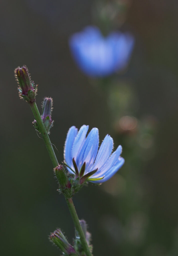 Wegwarte - Wildkräuterquiz mit Schwarzwald-Guide Monika Wurft