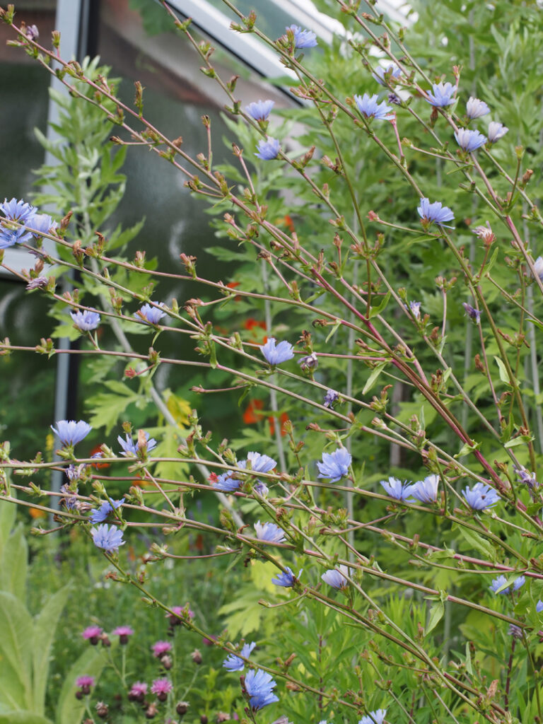Wegwarte - Wildkräuterquiz mit Schwarzwald-Guide Monika Wurft