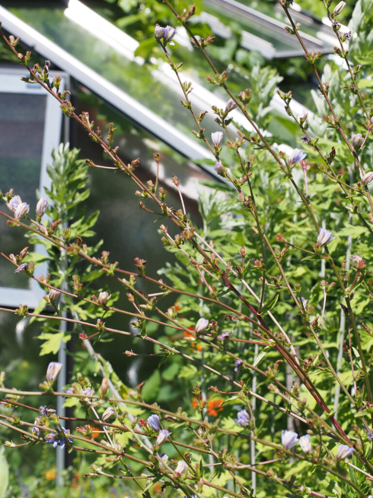 Wegwarte - Wildkräuterquiz mit Schwarzwald-Guide Monika Wurft