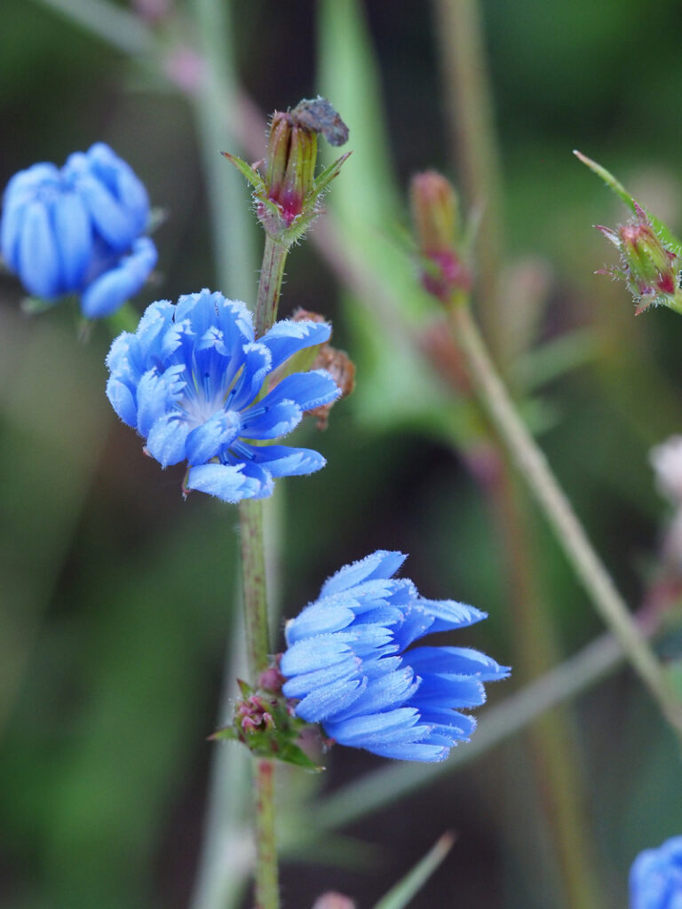 Wegwarte - Wildkräuterquiz mit Schwarzwald-Guide Monika Wurft