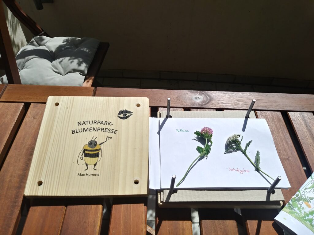 Online-Ferienprogramm Wiese Blumen sammeln