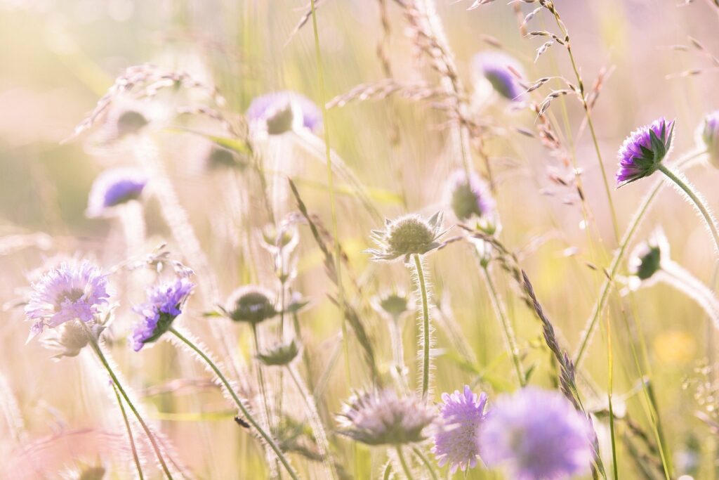 Wilde Sommerwiese