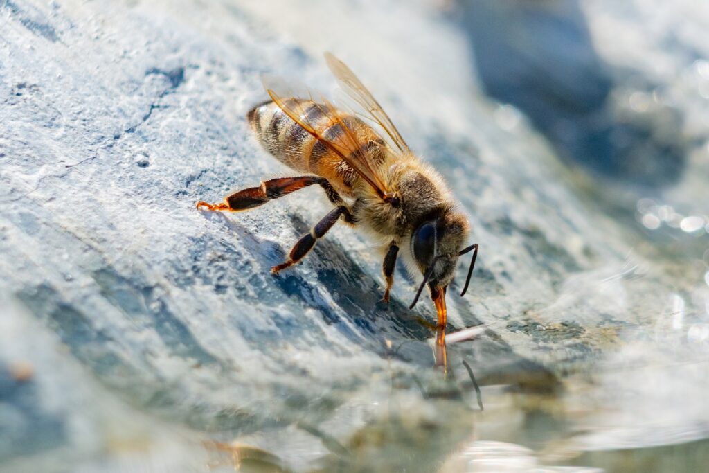 Gebt den Bienen Wasser