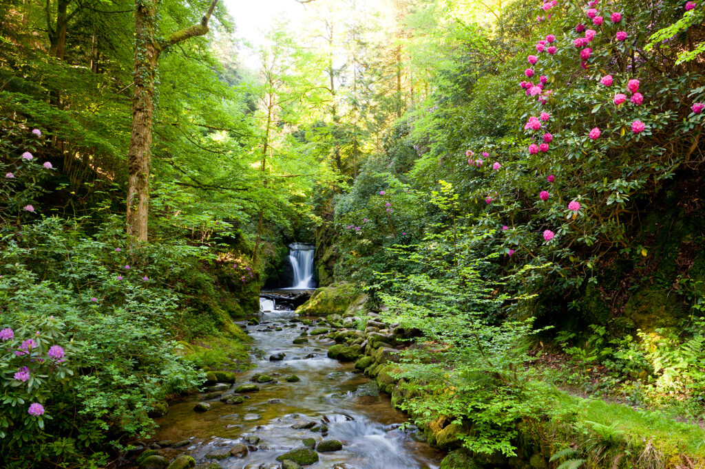Alpirsbacher Tourentipp Panoramaweg Baden-Baden