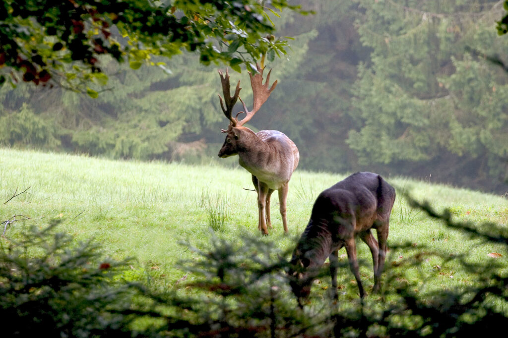 Alpirsbacher Tourentipp Panoramaweg Baden-Baden