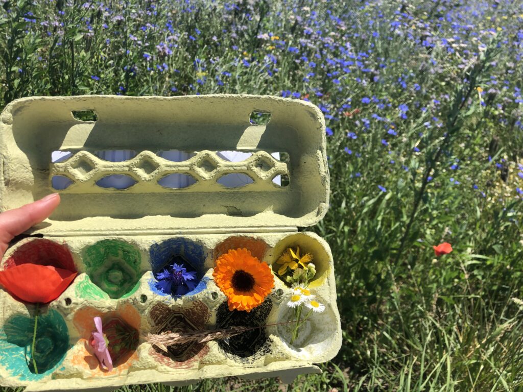 Online-Ferienprogramm Wiese Blumen sammeln