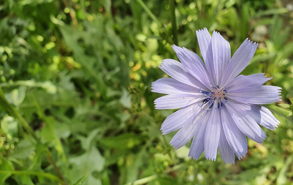Wegwarte - Wildkräuterquiz mit Schwarzwald-Guide Monika Wurft
