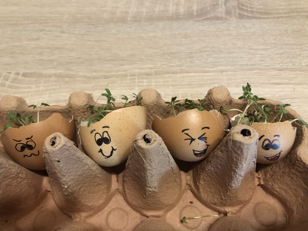 Online-Ferienprogramm Garten - Kresseeier