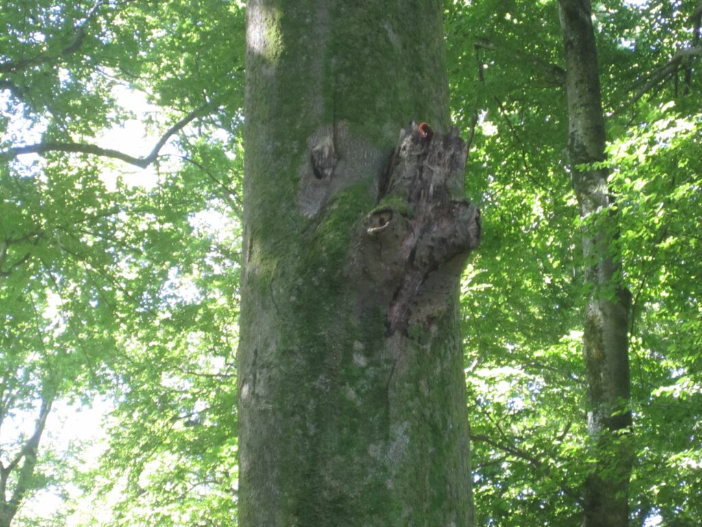 Online-Ferienprogramm Woche 3: Wald