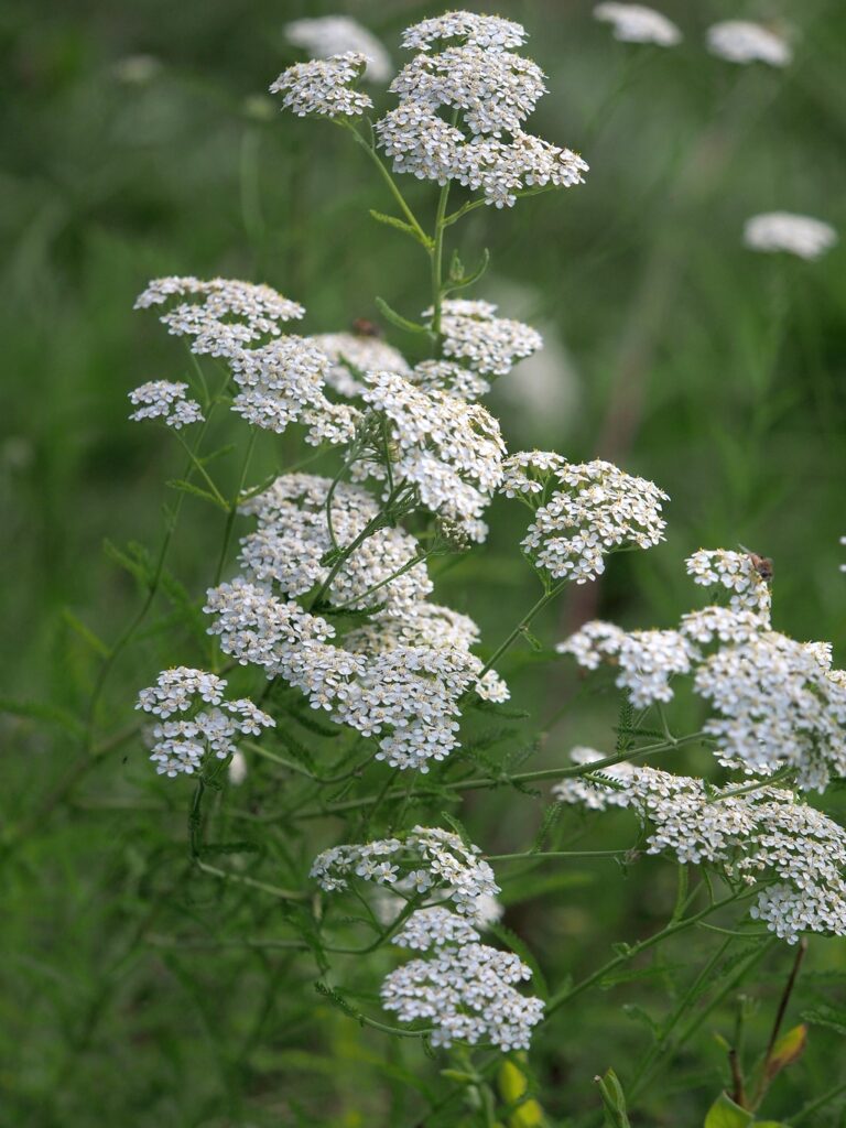 Wildpflanzenquiz Schafgarbe