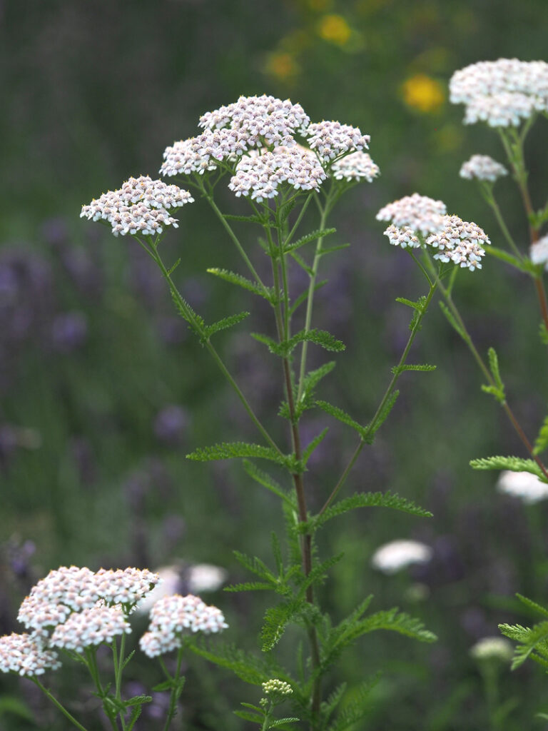Wildpflanzenquiz Schafgarbe
