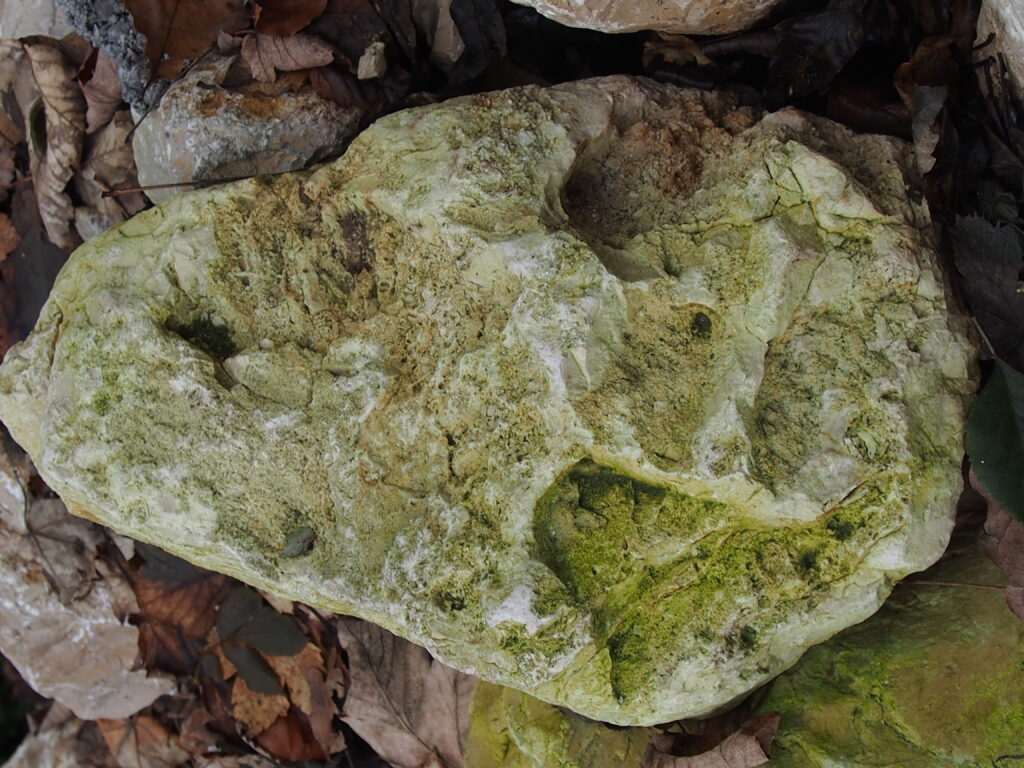 Online-Ferienprogramm Woche 3: Wald