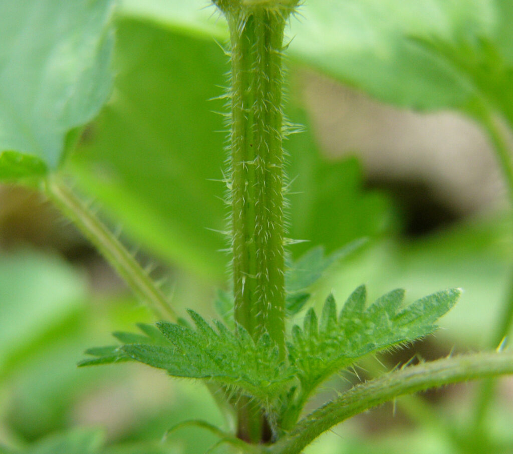 Brennnessel - sticht, schmeckt, heilt