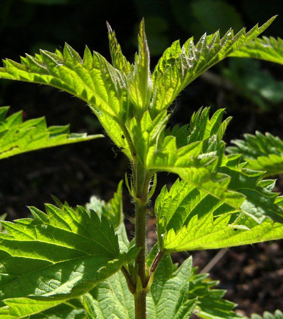 Brennnessel - sticht, schmeckt, heilt