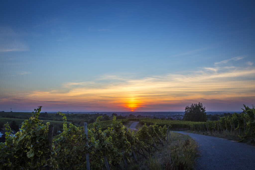 Weinparadies Ortenau - Ortenauer Weinpfad - Baden-Baden Rebland