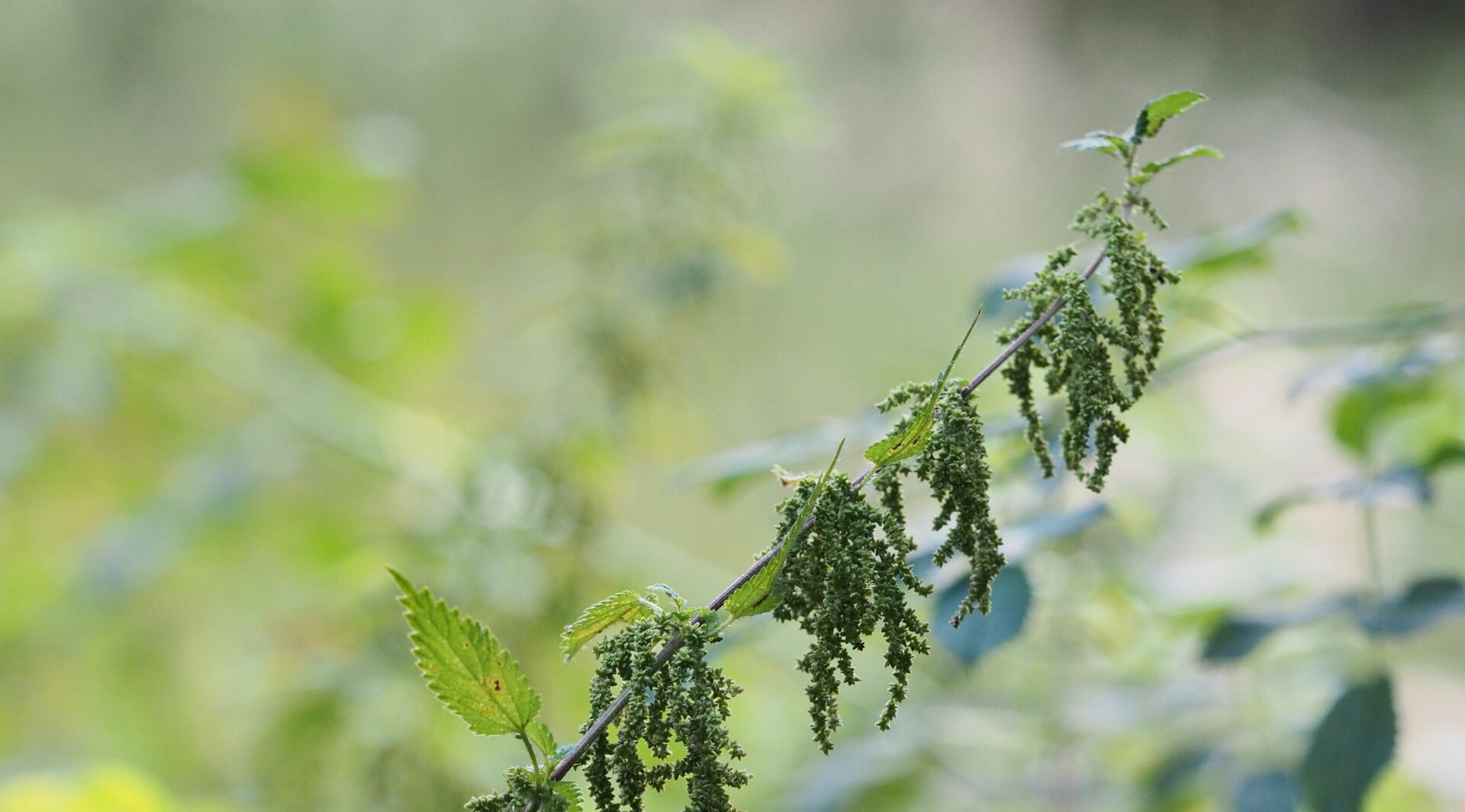 Brennnessel: Sticht, schmeckt und heilt - reife Früchte
