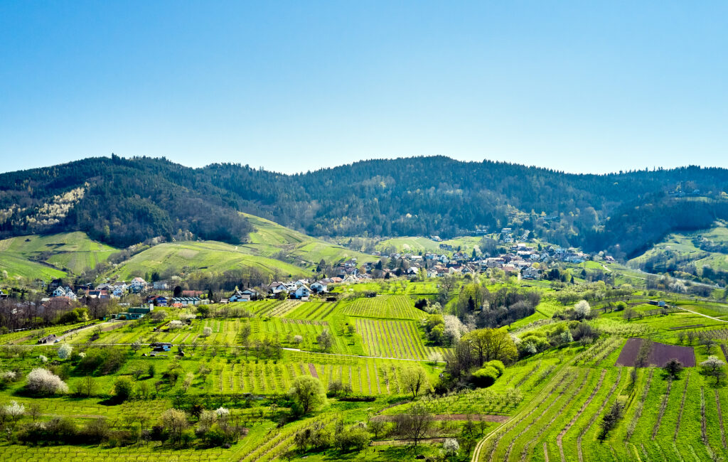 Weinparadies Ortenau - Ortenauer Weinpfad - Bühler Rebland