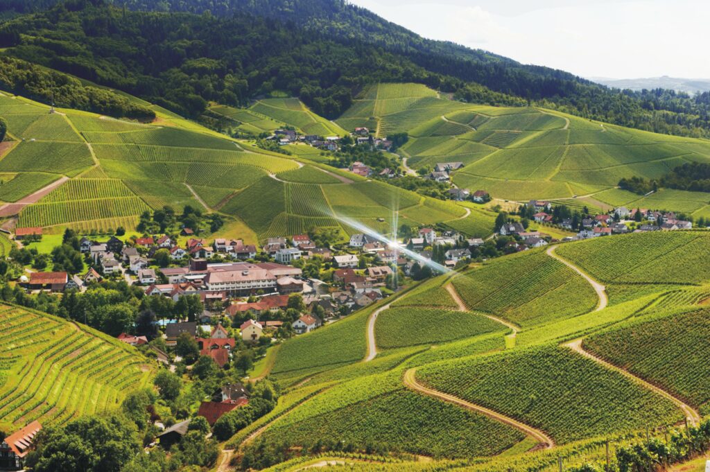 Weinparadies Ortenau - Ortenauer Weinpfad - Durbach