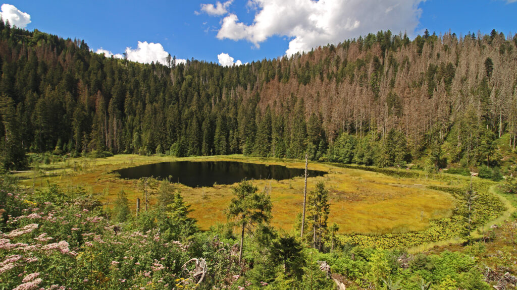 Schwarzwald-Guide Martin Grießhaber auf dem Huzenbacher Eiszeitpfad
