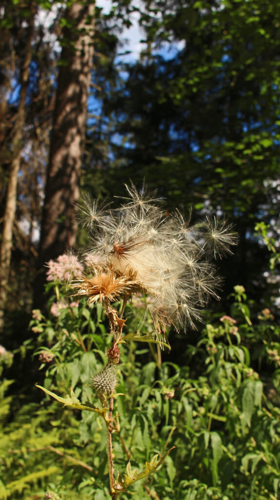Schwarzwald-Guide Martin Grießhaber auf dem Huzenbacher Eiszeitpfad