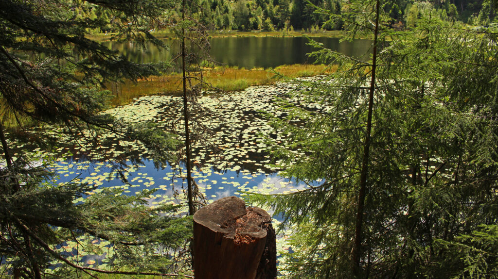 Schwarzwald-Guide Martin Grießhaber auf dem Huzenbacher Eiszeitpfad