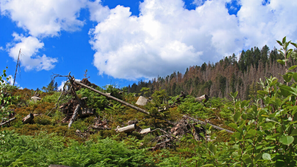 Schwarzwald-Guide Martin Grießhaber auf dem Huzenbacher Eiszeitpfad