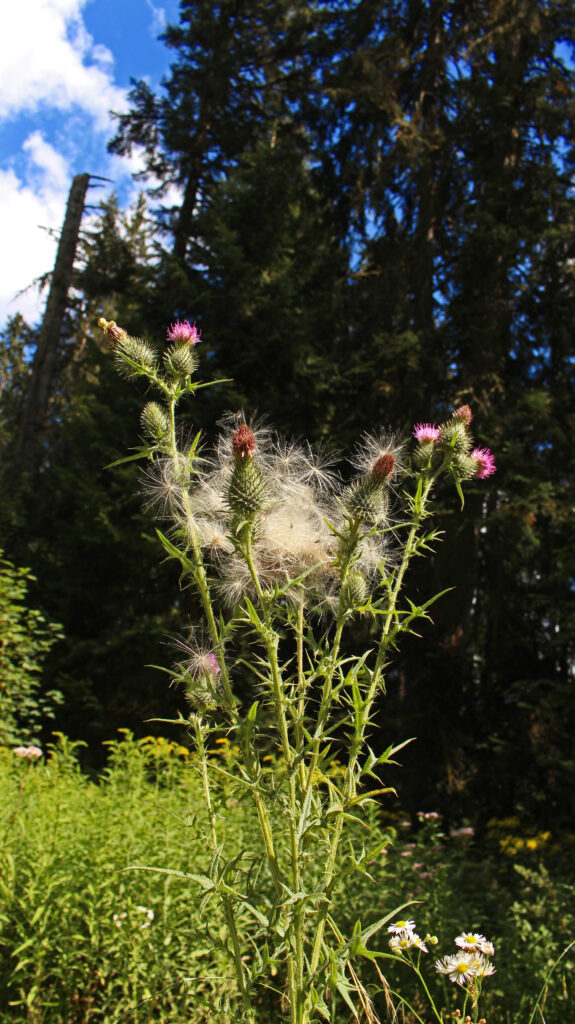 Schwarzwald-Guide Martin Grießhaber auf dem Huzenbacher Eiszeitpfad