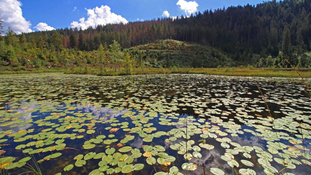 Schwarzwald-Guide Martin Grießhaber auf dem Huzenbacher Eiszeitpfad