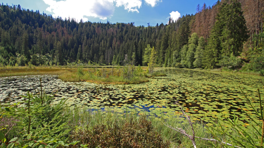 Schwarzwald-Guide Martin Grießhaber auf dem Huzenbacher Eiszeitpfad