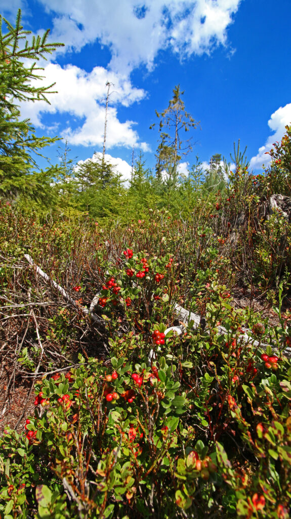 Schwarzwald-Guide Martin Grießhaber auf dem Huzenbacher Eiszeitpfad