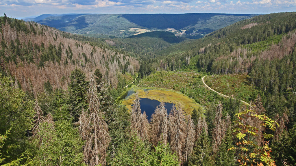 Schwarzwald-Guide Martin Grießhaber auf dem Huzenbacher Eiszeitpfad