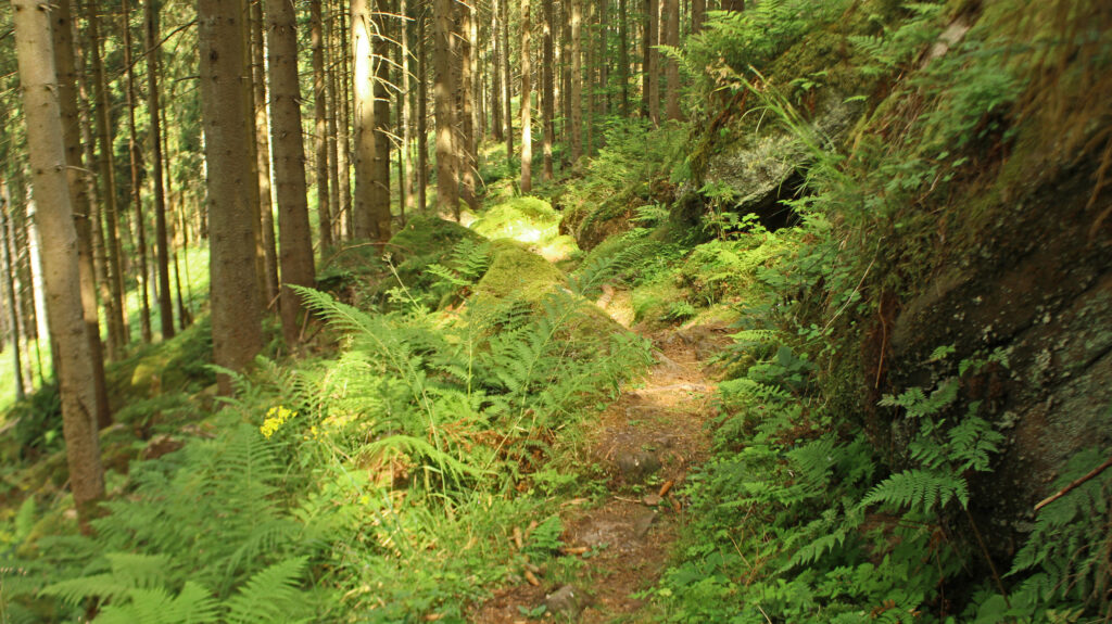 Schwarzwald-Guide Martin Grießhaber auf dem Huzenbacher Eiszeitpfad