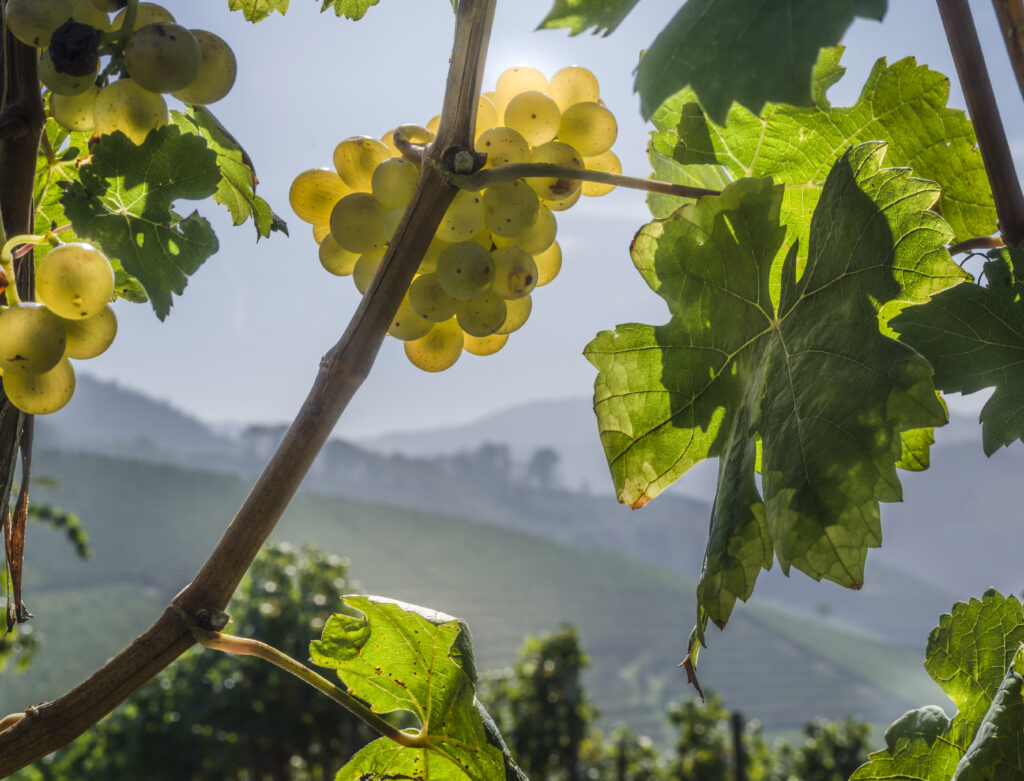 Weinparadies Ortenau - Ortenauer Weinpfad - Oberkirch