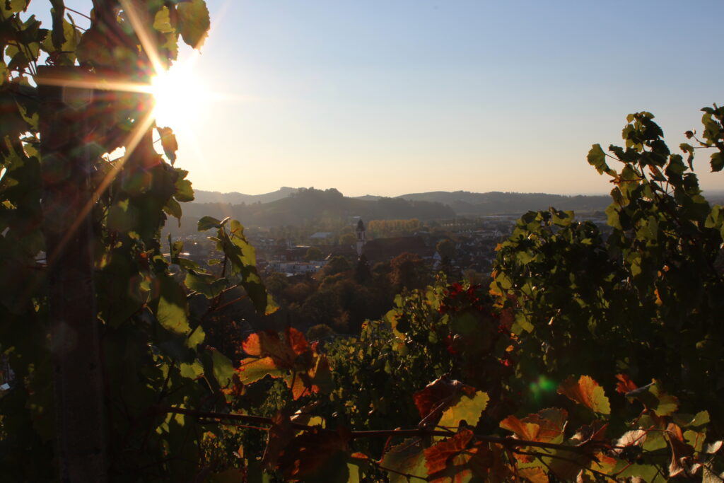 Weinparadies Ortenau - Ortenauer Weinpfad - Oberkirch