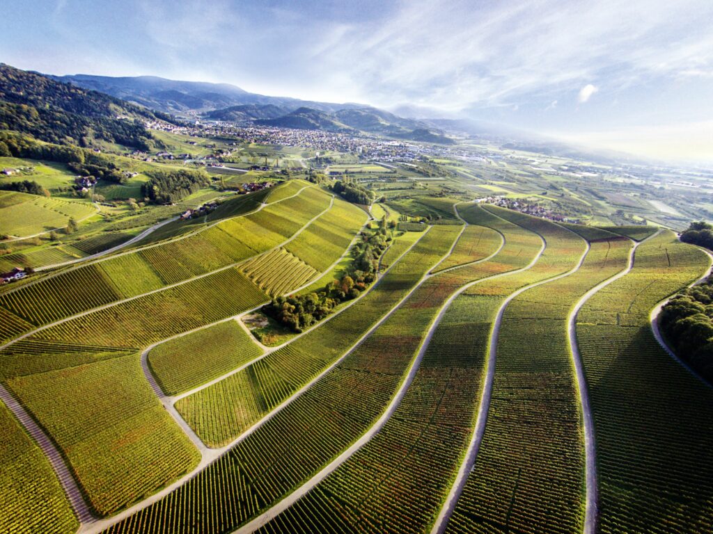 Weinparadies Ortenau - Ortenauer Weinpfad - Oberkirch