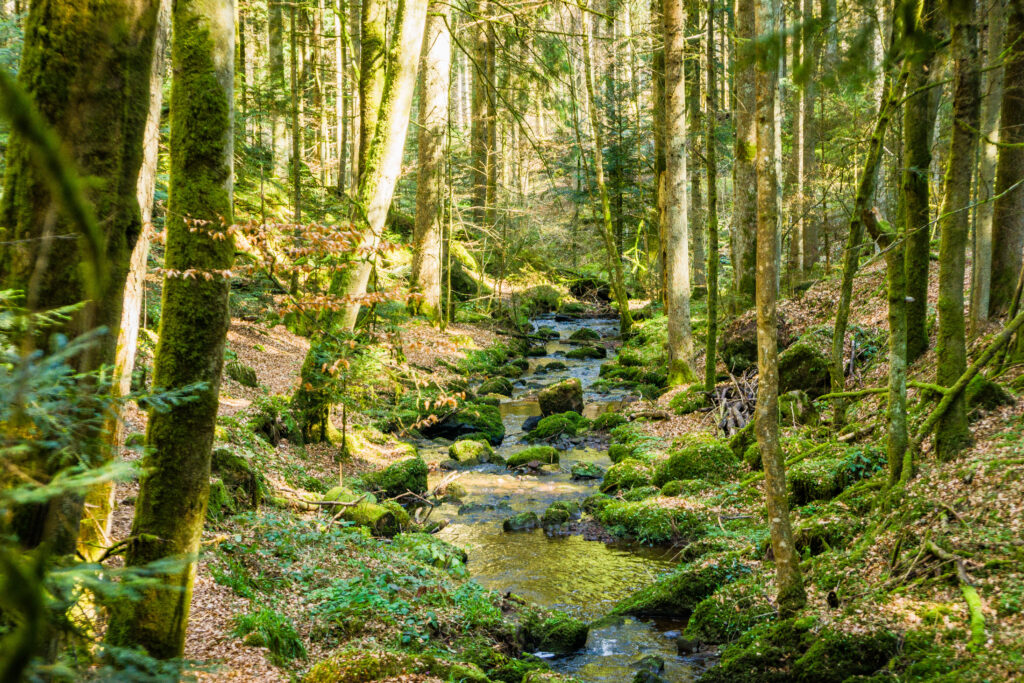 Alpirsbacher Tourentipp Schweinbachtal bei Hirsau