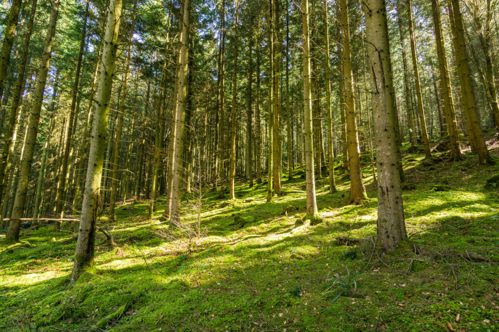Alpirsbacher Tourentipp Schweinbachtal bei Hirsau