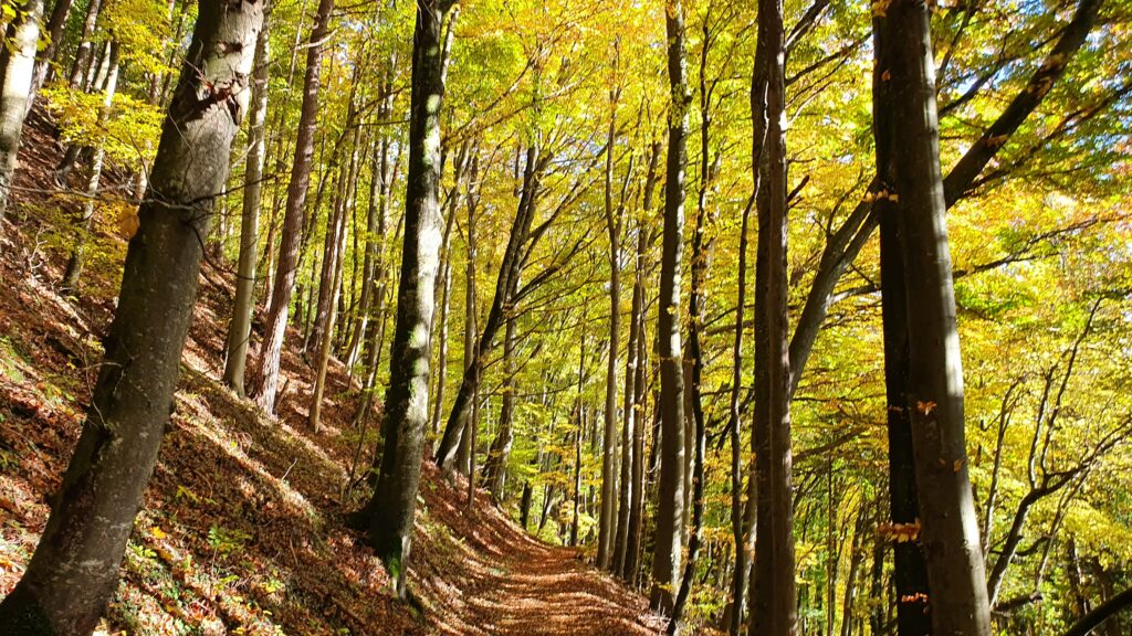 Bunt sind schon die Wälder - auf ins Laub