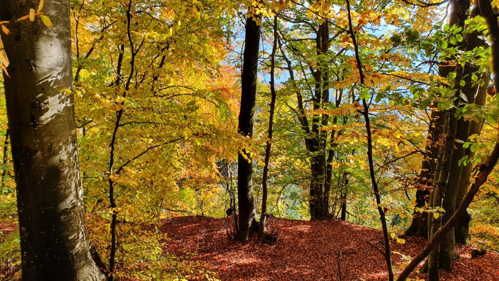 Bunt sind schon die Wälder - auf ins Laub