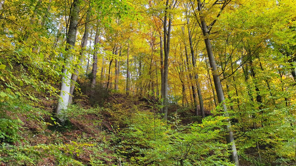 Bunt sind schon die Wälder - auf ins Laub