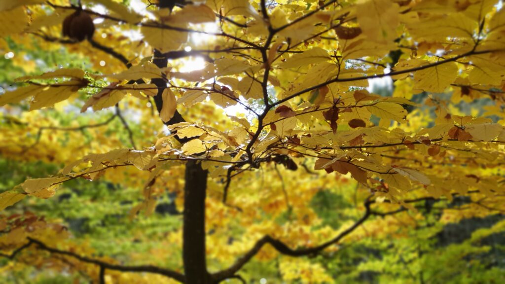 Bunt sind schon die Wälder - auf ins Laub