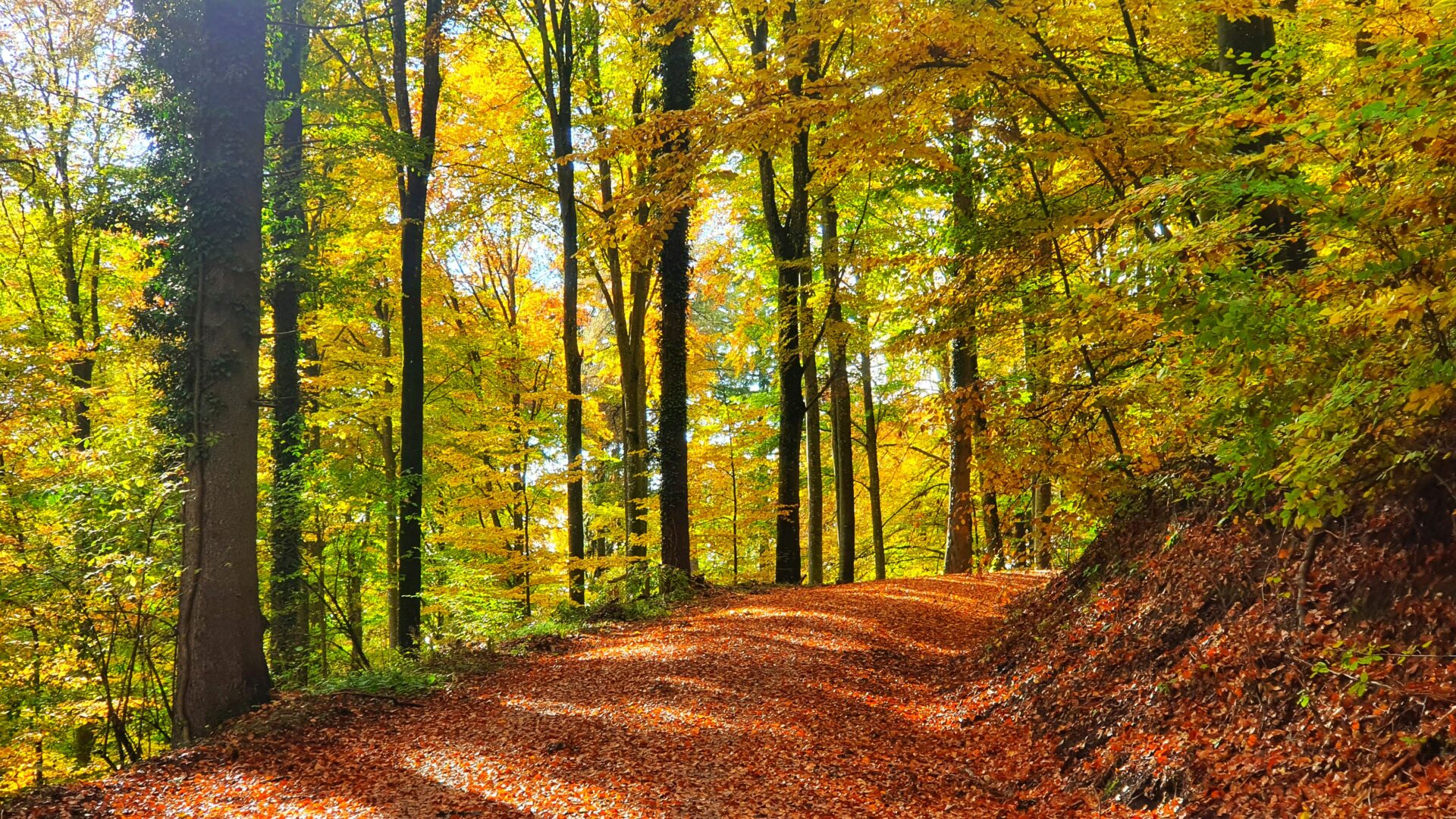Bunt sind schon die Wälder - auf ins Laub