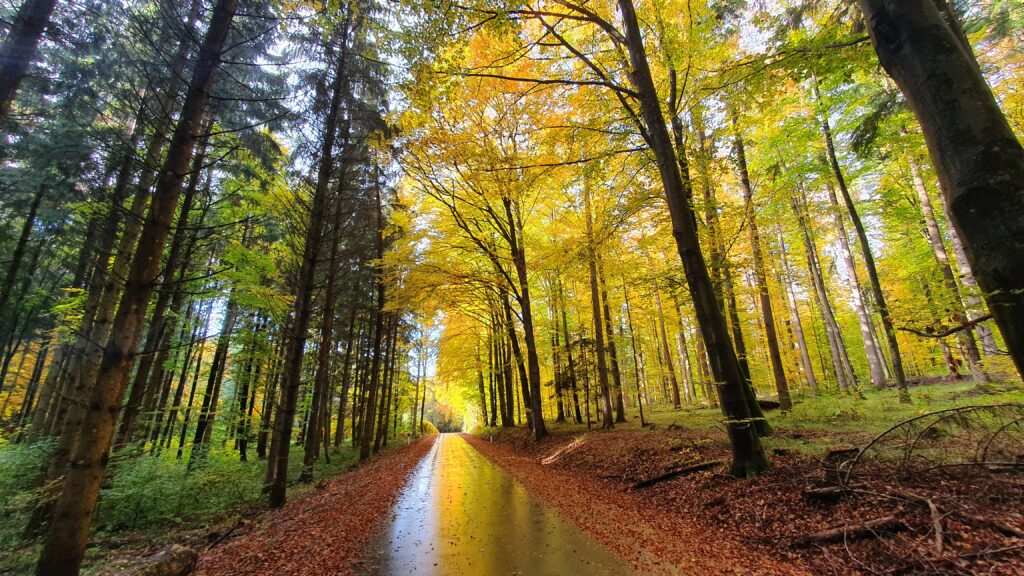 Bunt sind schon die Wälder - auf ins Laub