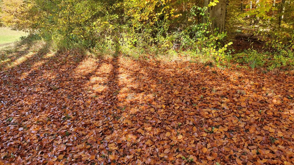 Bunt sind schon die Wälder - auf ins Laub