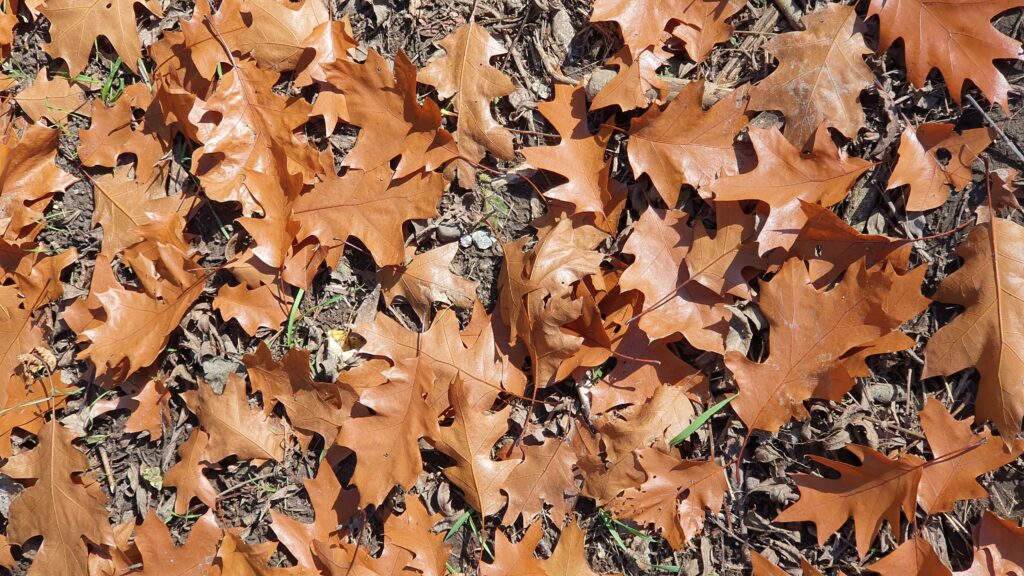 Bunt sind schon die Wälder - auf ins Laub