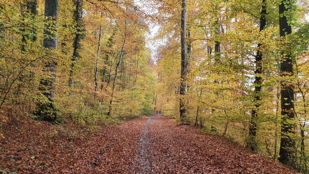 Bunt sind schon die Wälder - auf ins Laub