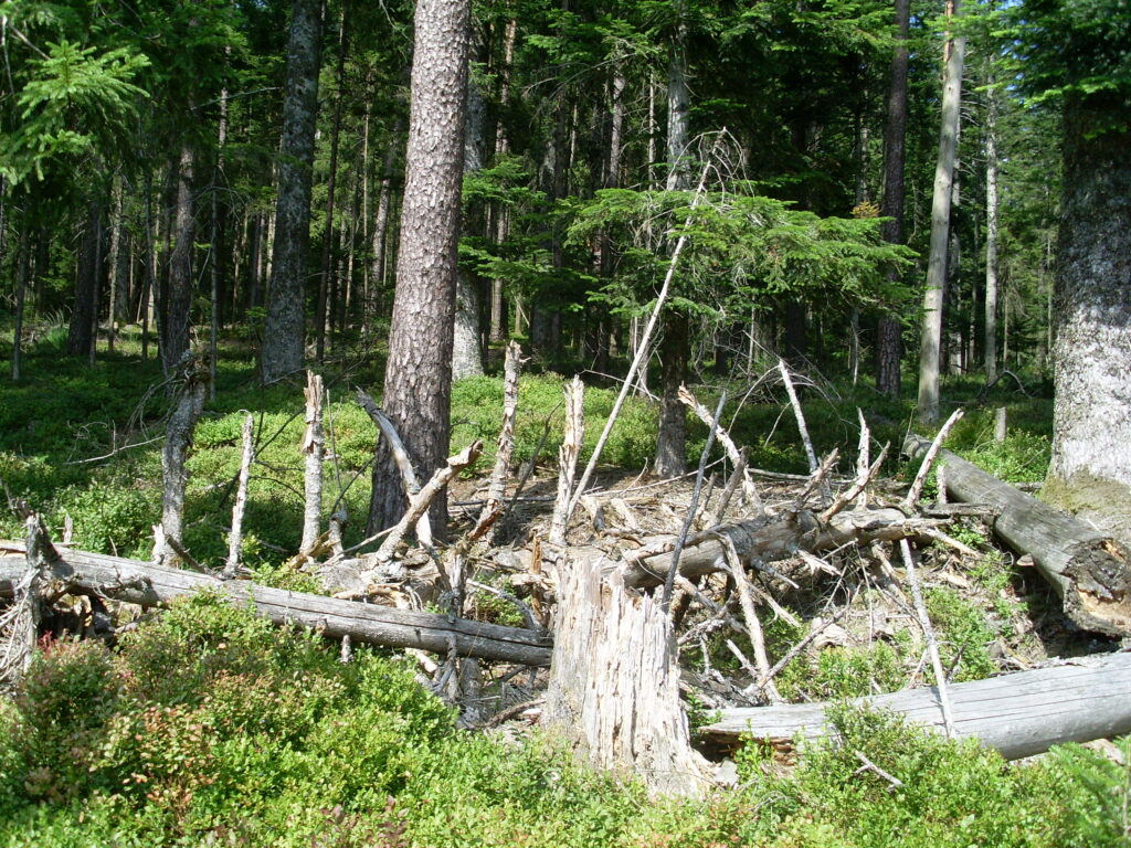 Alpirsbacher Tourentipp Premiumweg TANNENRIESEN Freudenstadt